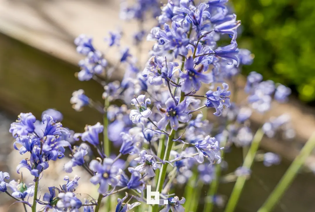 Prachtige gerenoveerde energiezuinige woning op een steenworp van de historische binnenstad! - Brugge